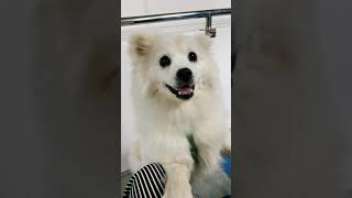 Cutest Dog Will Make You Smile Knows How To Smile On Camera