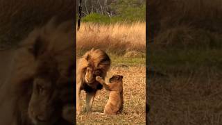 Lions #wildlife #wildanimals  #lions #youtubeshorts