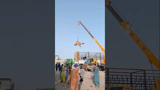 Camel making loud noise while being loaded safely by machine #ytshorts #camelloading #shorts