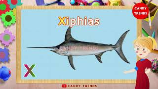 Words Start With Letter 'X' for Kindergarten Learn English Vocabulary Meaning Simple Sentence List