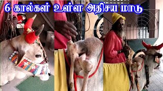 6 கால்கள் உள்ள அதிசய மாடு