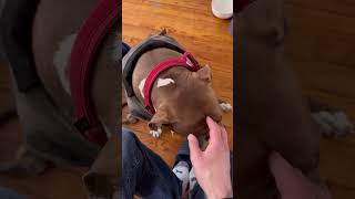 Dog loves her coat 🐕❤️#dog #cutedog #dogcoat #doglover #funnyvideo #shorts