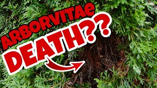 Is BROWN ARBORVITAE DEAD? What does a DYING arborvitae look like??