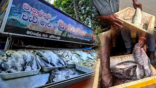 Nil Saura Fish Market !! The Peaceful Fresh Village Street Fish Market Live Fish Cutting Skills