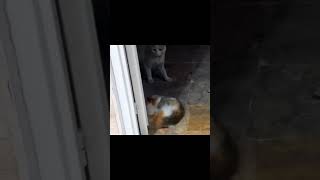 Cat mating in the parking lotof our house... #kitten #cat