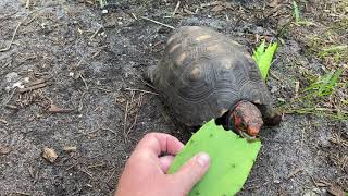 Tortoise Monday 🐢Another day at Southern Reptiles! See what I’m feeding my tortoises.