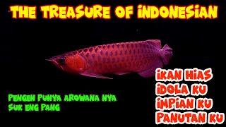 Ikan Hias Asli Indonesia AROWANA SUPER RED KALIMANTAN