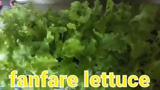 SIMPLE LETTUCE GARDEN PREP AND PLANTING