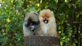 Teddy Boo Pomeranian Güzellikleri