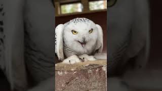 Совёнок🦉 Букля. Привет от Букли 🦉