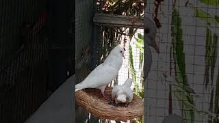 Derkuku jantan / betina #birds #perkutut #burung #derkuku