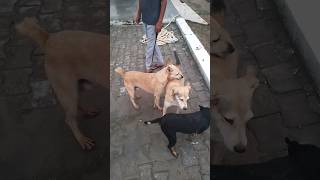 😱😱😱🫵🫵🤭🤭 यह नही देखा तो कुछ नही देखा एक बार जरूर देखो 🙏🙏🙏🫵🫵🫵😱😱😱🙏🙏 #viral #dog #dogcomedy #viralshort