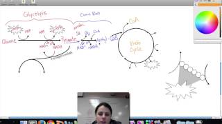 Ch. 9 Cellular Respiration Review