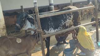 women cow milking