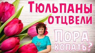 Тюльпаны отцвели,пора копать?