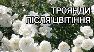 Ґрунтопокривні троянди після цвітіння. #обрізка  Троянда Свані та Аспірін #троянди