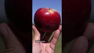 What’s the best apple variety