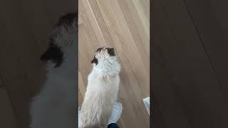 Approaching my cat with Death’s whistle