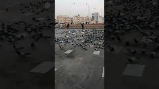 أجمل حمامة في العالم سبحان الله 💕 حمام حرم المسجد النبوي