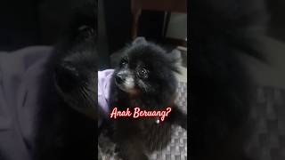 It's a cub! It's a puppy! It's E-chy! 🐻 9 y/o All Black Mini Pom #shorts #dog #pets #funny #cute #me