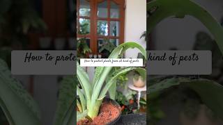 Quick gardening tip on how to protect plants from all pests and insects #beginner #shorts