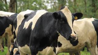 Discovering the Surprising DNA Connection Between Cows and Humans