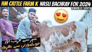 Sheher ke Beech me Behtreen Shouq ❤️ | Cholistani Bulls 🐂 | Cow Mandi 2024 | Cattle Express