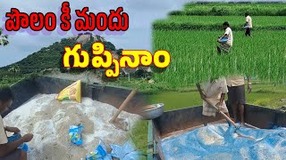 వరి పంట కీ మందు (పిండి) గుప్పినం. మస్తు ఘాటు వస్తుంది #agriculture#farming #paddy#sunil #fertilizer