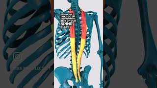 Finding Your Upper Back Muscles in Low Cobra