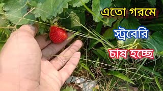 এত গরমেও স্ট্রবেরি চাষ. আমার বাগানে