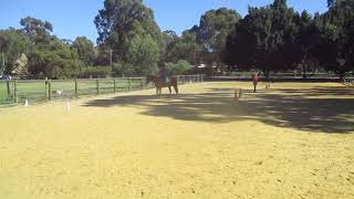 dressage cantering Bailey from a trot May 2018