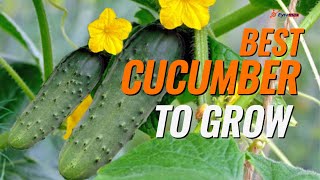 Top Cucumber Varieties for Your Garden: Best Picks for Maximum Yield #cucumber #agribusiness