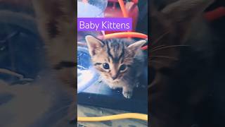 6 week old kittens #shorts #nature #kitties #kittens #cat