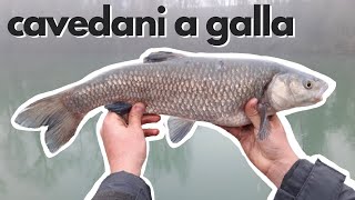 CAVEDANI A ROUBASIENNE NELLA NEBBIA! PESCA AL CAVEDANO - TEVERE ad UMBERTIDE - pesCarlo 4K