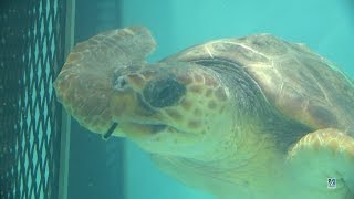 Endangered Kemp's ridley sea turtles (1080p 60fps)