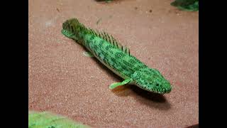 P.ansorgii Bichir species