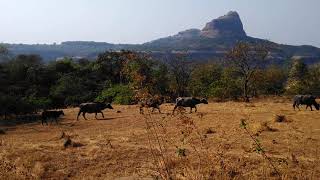 Go trekking with a herd of wild cows in Rajmachi, Maharashtra state in India