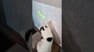 Turkish Van Cat Chasing A Gecko On His Projector #turkishvan #catsofyoutube #feline