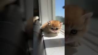 OMG So Cute Cat Video ❤ #cat #shorts