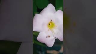 Ants 🐜 🐜🐜🐜 in flowers🌸🌺🌻.... Today's view of my tiny garden🏡