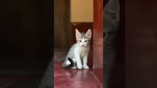 #viral #cat #trending #shorts #latest #pets #petlover