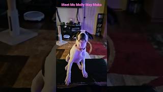 #Puppy #Molly #DollyGoodpuppy #Adoption