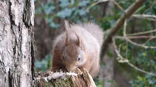 Red squirrel in Donard forest