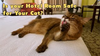 Making Sure Your Hotel Room Is Safe For Your Cat #cats #catvideo