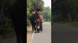 Elephant Collecting Money | হাতির টাকা উঠানো #shortsvideo #viralvideo #trending