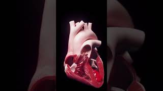 Human heart Muscles #youtubeshorts #ytshorts #video #medical #educationalvideo #education