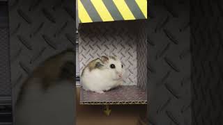 CUTE!!! Hamster in elevator (among us maze) #shorts