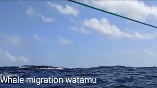 Humpback whale migration watamu kenya