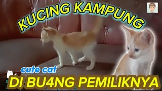 CUMA KARENA KUCING KAMPUNG SAMPAI DI BU4NG PEMILIKNYA #cat #cats