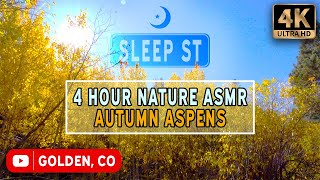 Autumn Aspens | 4K Nature ASMR | Wind & Wildlife Sounds for Meditation, Relaxation and Sleep